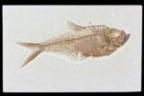 Diplomystus Fossil Fish - Wyoming #81454-1